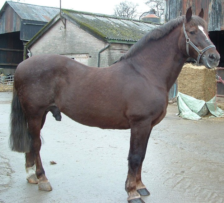 Irish Draught Horses